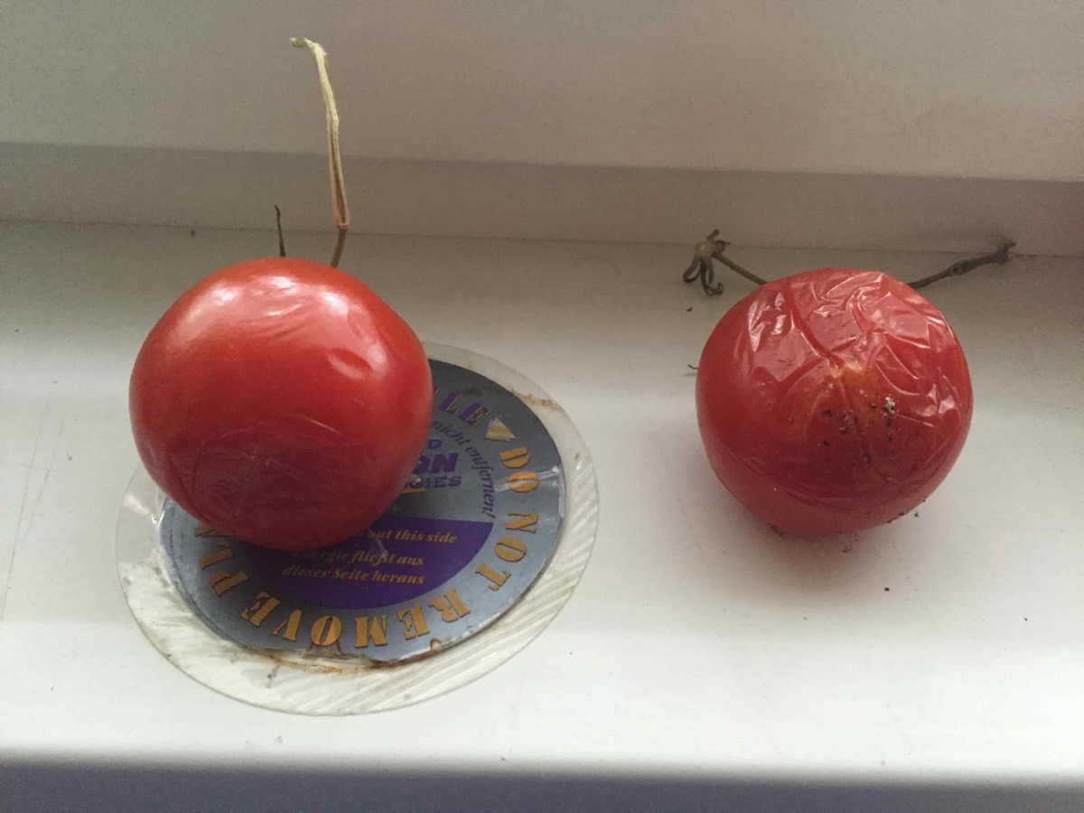 The same two tomatoes one month later