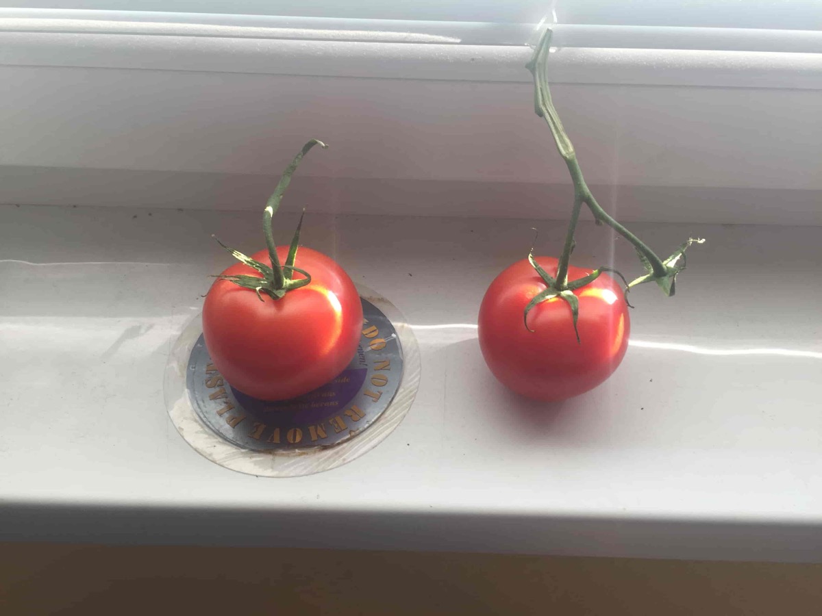Two tomatoes on a windowsill, the left one on a Tachyon disk, the right one next to it